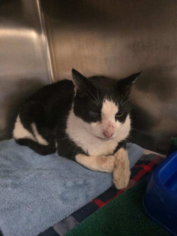 Enlarge Darius, a Adoptable Domestic Short Hair in Cortland, NY image 3/3