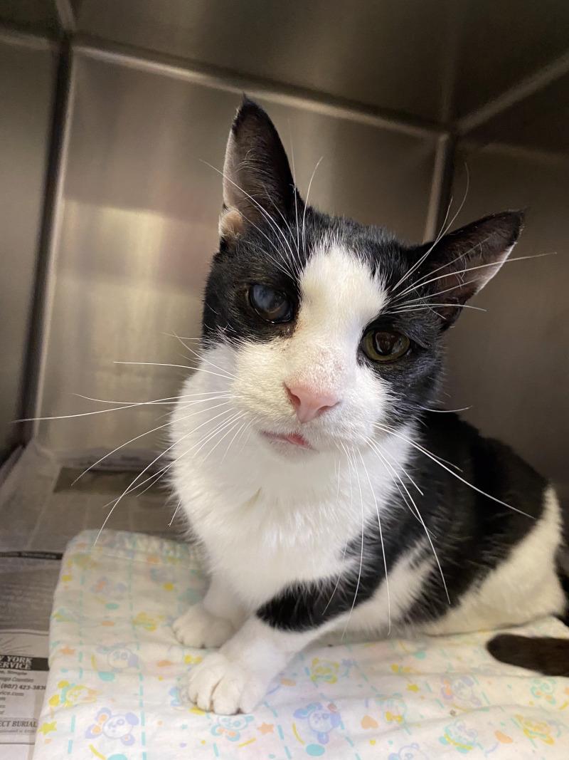 Enlarge Darius, a Adoptable Domestic Short Hair in Cortland, NY image 6/6