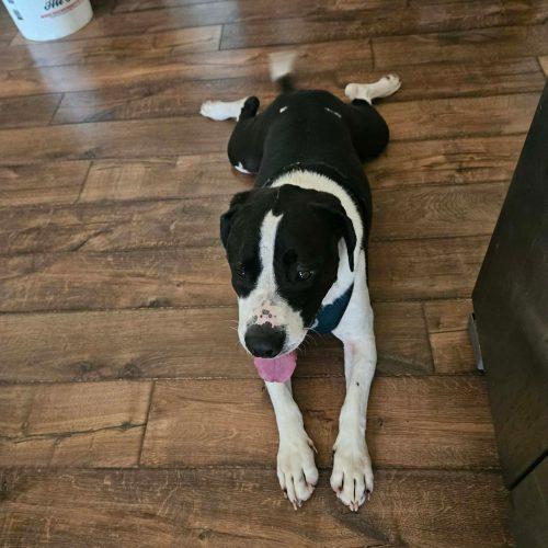 Waylon, Adoptable, Adult Male American Staffordshire Terrier & Mixed Breed.