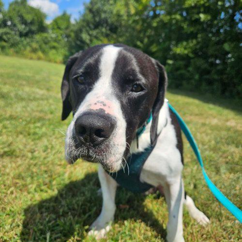 Enlarge Waylon, a Adoptable mixed breed in Georgetown, KY image 2/5