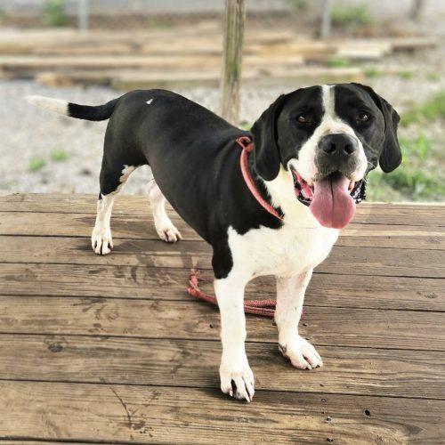Enlarge Waylon, a Adoptable mixed breed in Georgetown, KY image 3/5