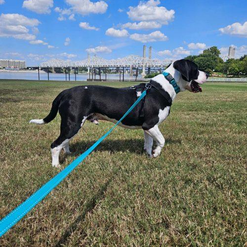 Enlarge Waylon, a Adoptable mixed breed in Georgetown, KY image 4/5