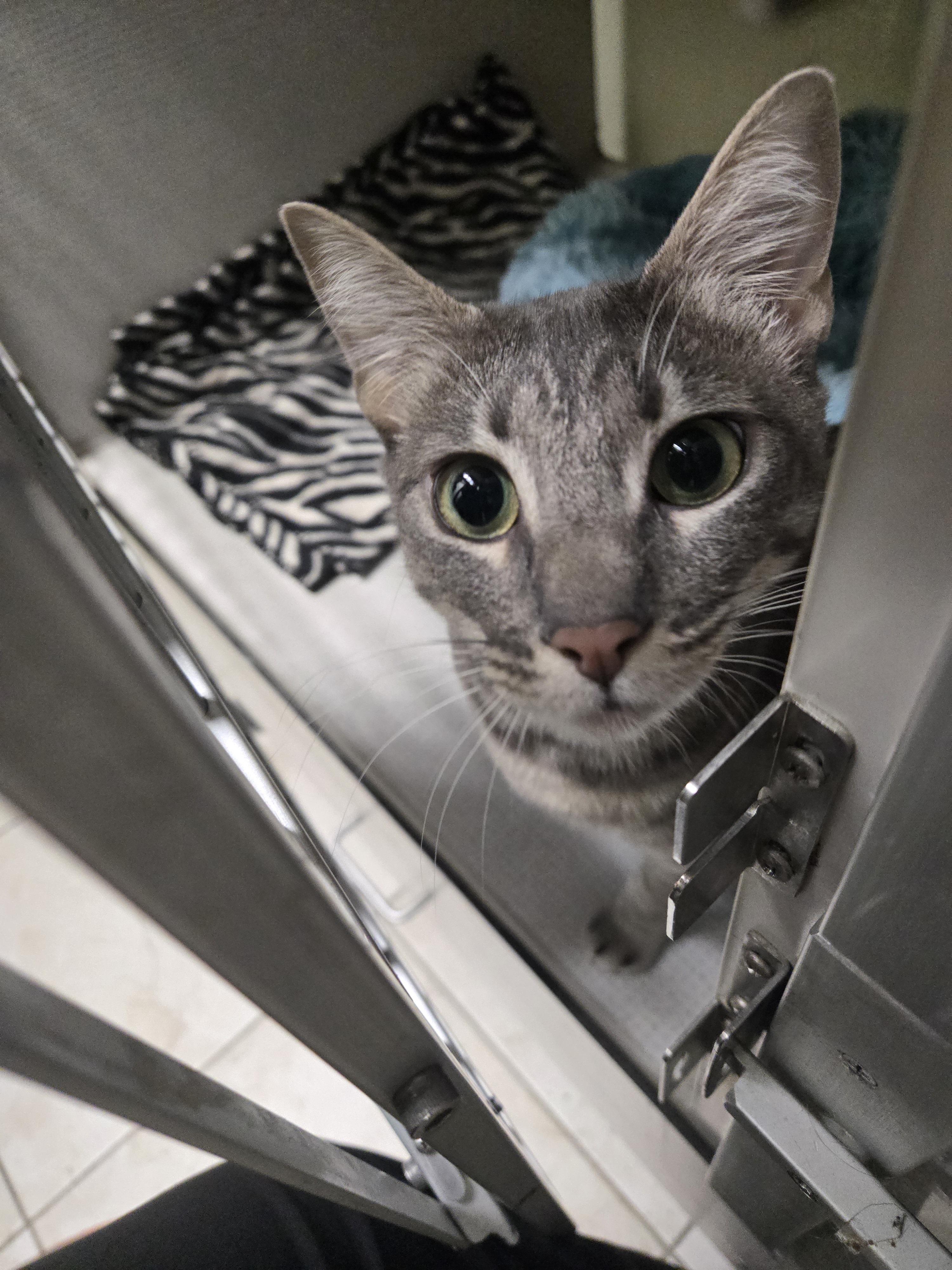 Sage, Young Female Domestic Short Hair