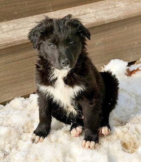 **RORY**, a Adopted mixed breed in North Prairie, WI image 1/3