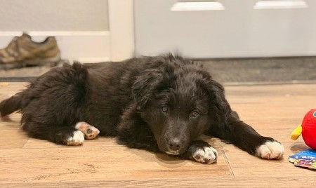 **RORY**, a Adopted mixed breed in North Prairie, WI image 3/3