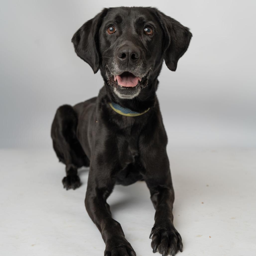 Axel, a Adoptable mixed breed in Enfield, NH image 1/4