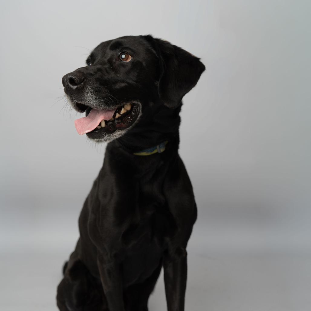 Axel, a Adoptable mixed breed in Enfield, NH image 2/4