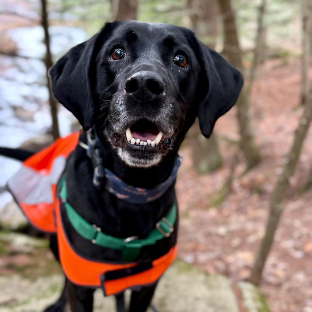 Axel, a Adoptable mixed breed in Enfield, NH image 3/4