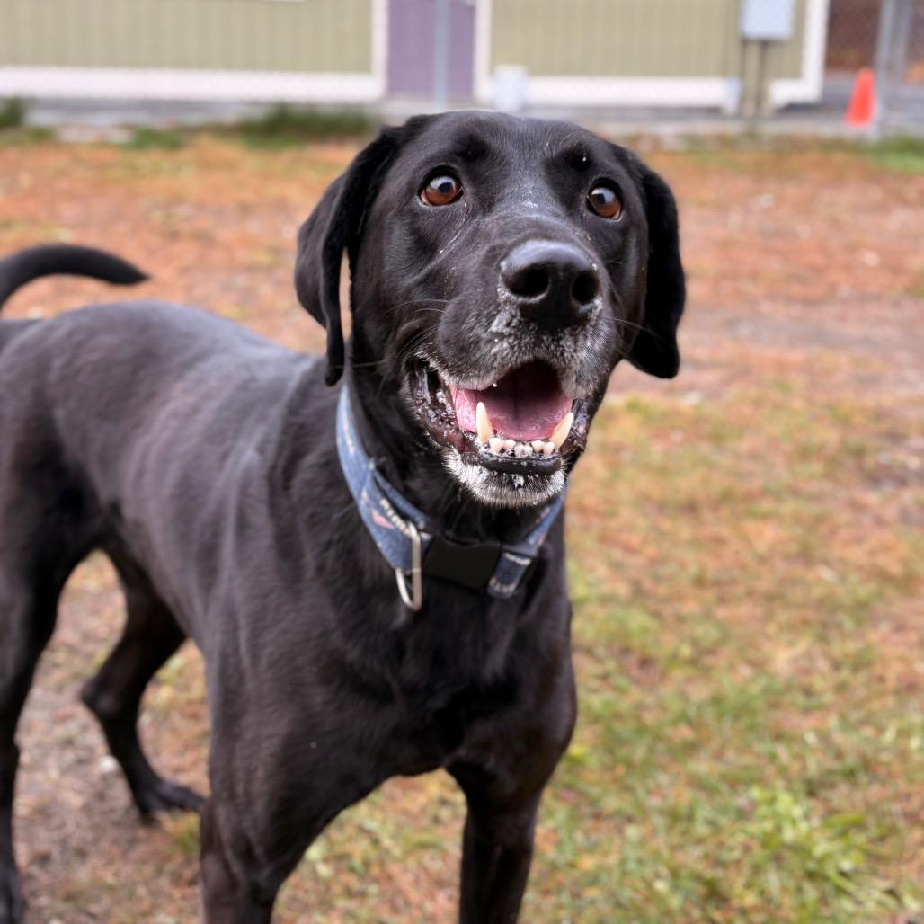 Enlarge Axel, a Adoptable mixed breed in Enfield, NH image 1/2