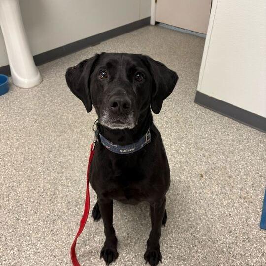 Enlarge Axel, a Adoptable mixed breed in Enfield, NH image 2/2