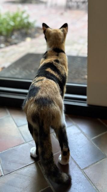 Shipley, an adopted American Shorthair in Hot Springs, AR image 3/6