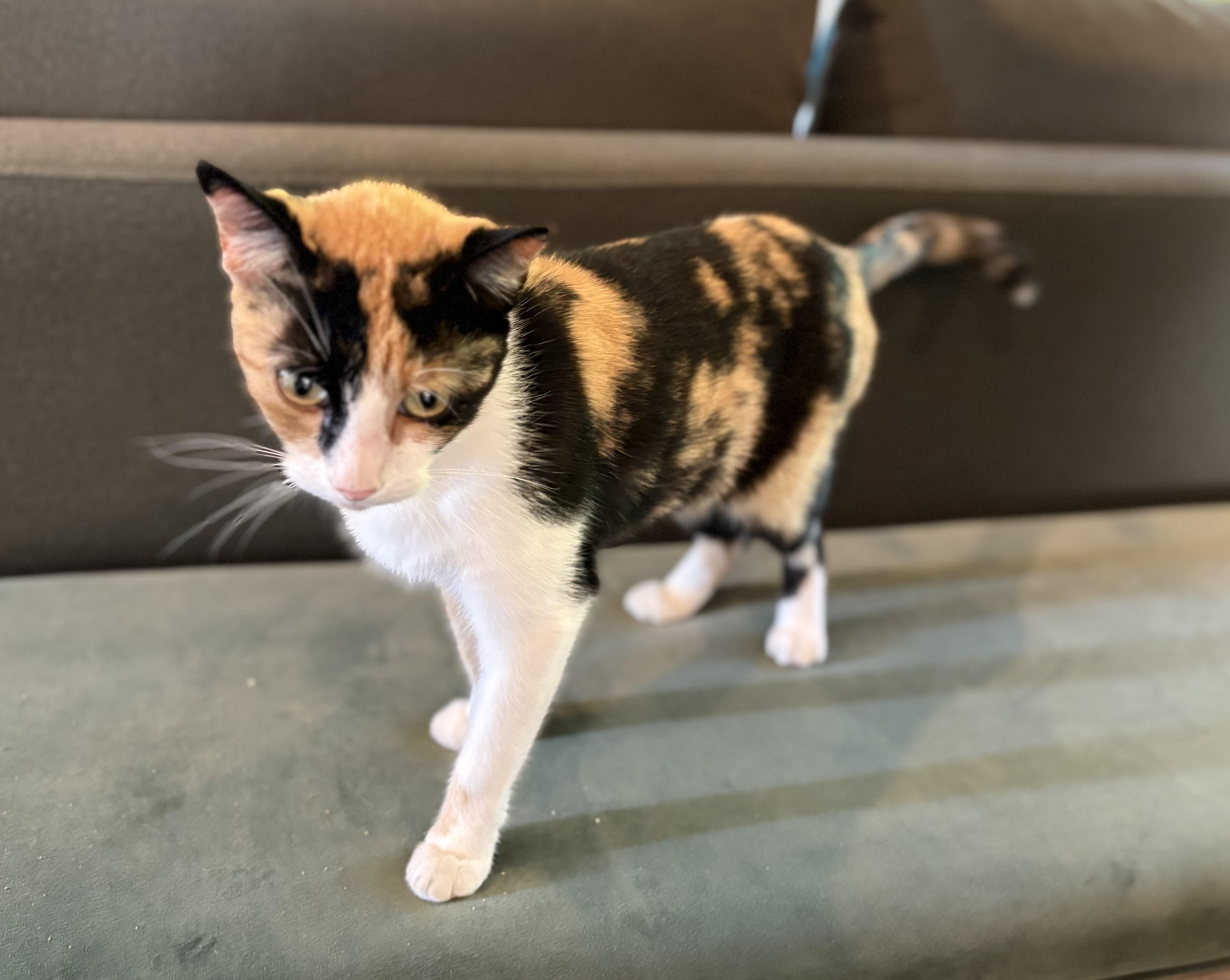 Shipley, an adopted American Shorthair in Hot Springs, AR image 4/6