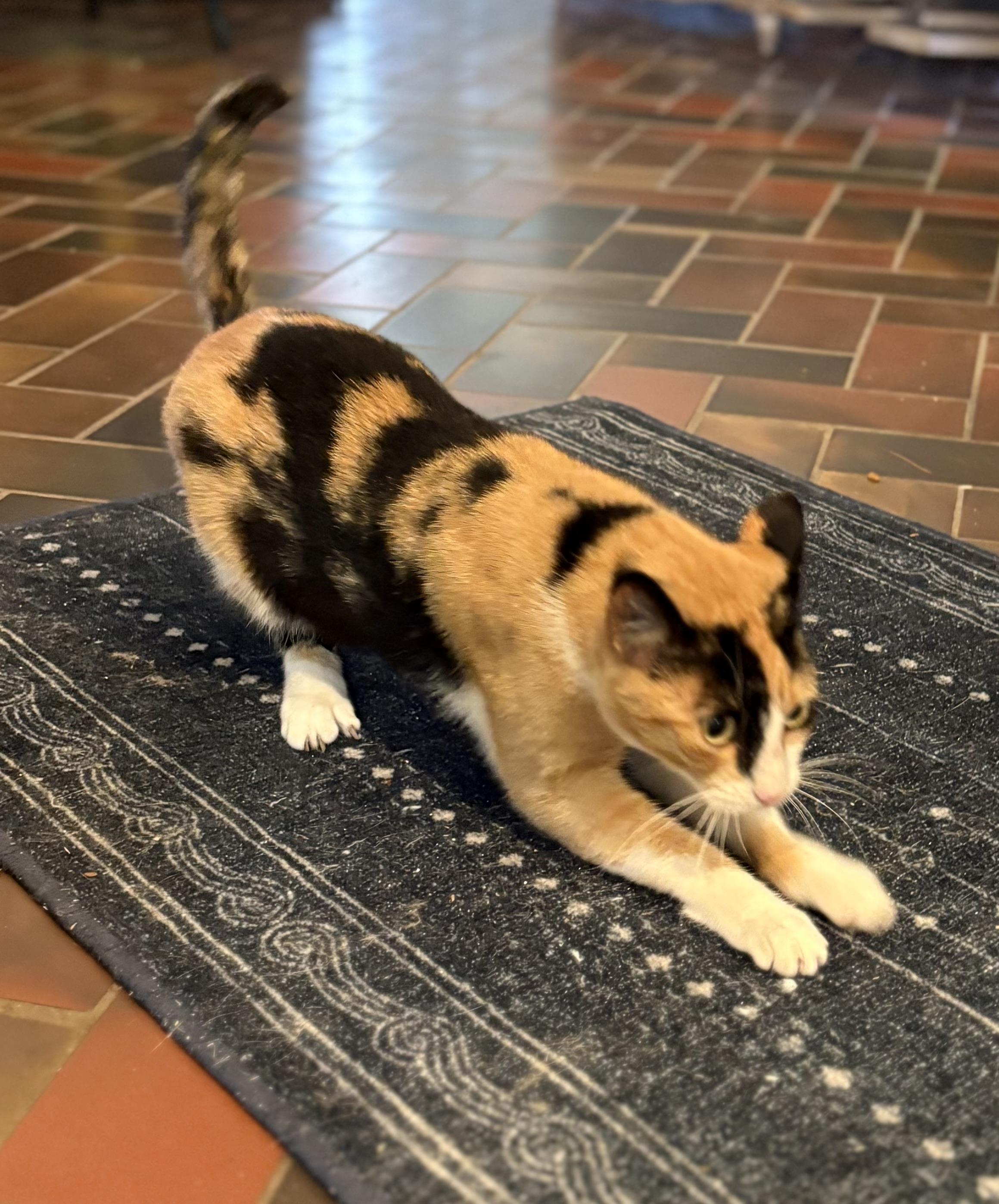 Shipley, an adopted American Shorthair in Hot Springs, AR image 5/6