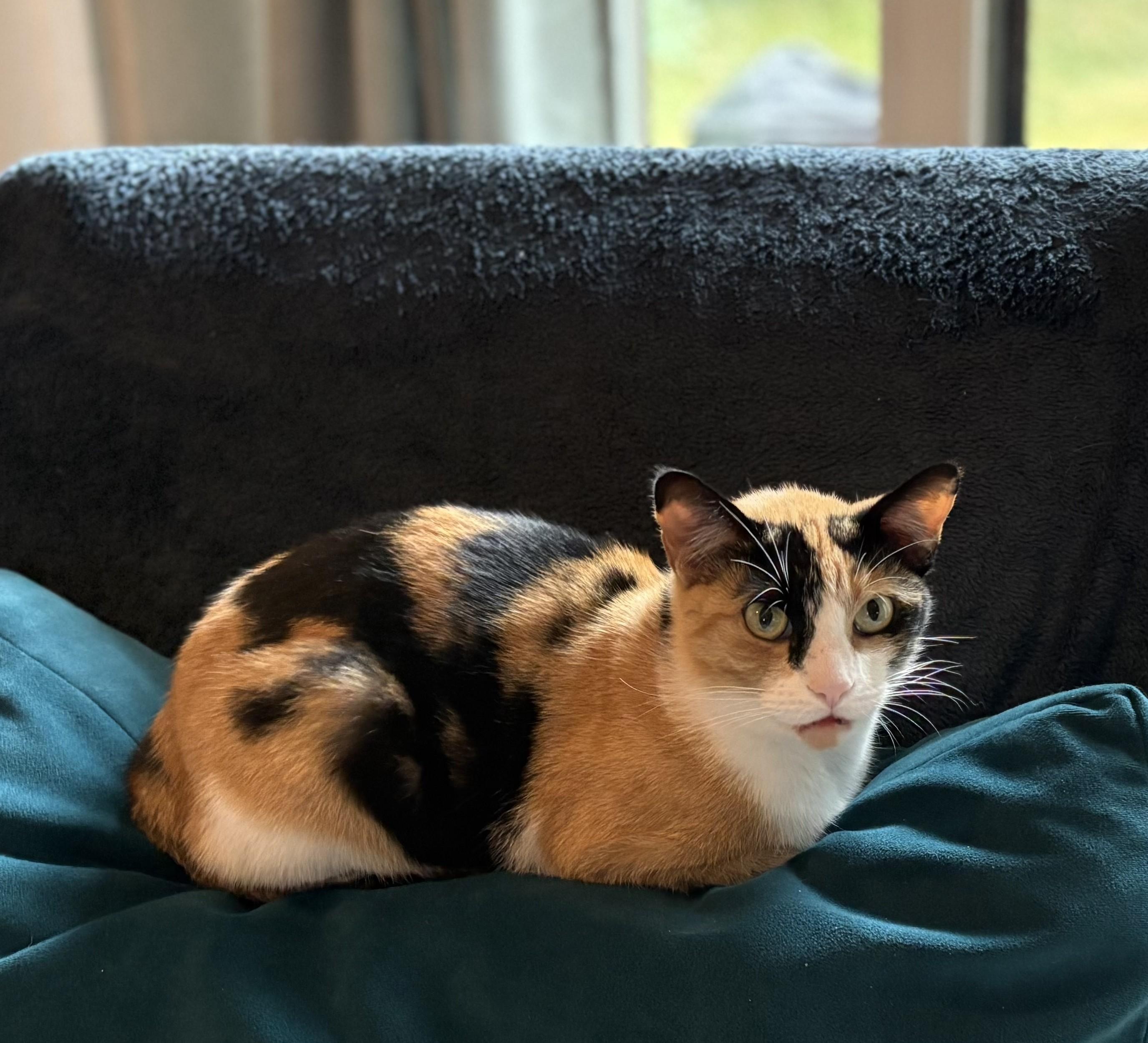 Shipley, an adopted American Shorthair in Hot Springs, AR image 1/6