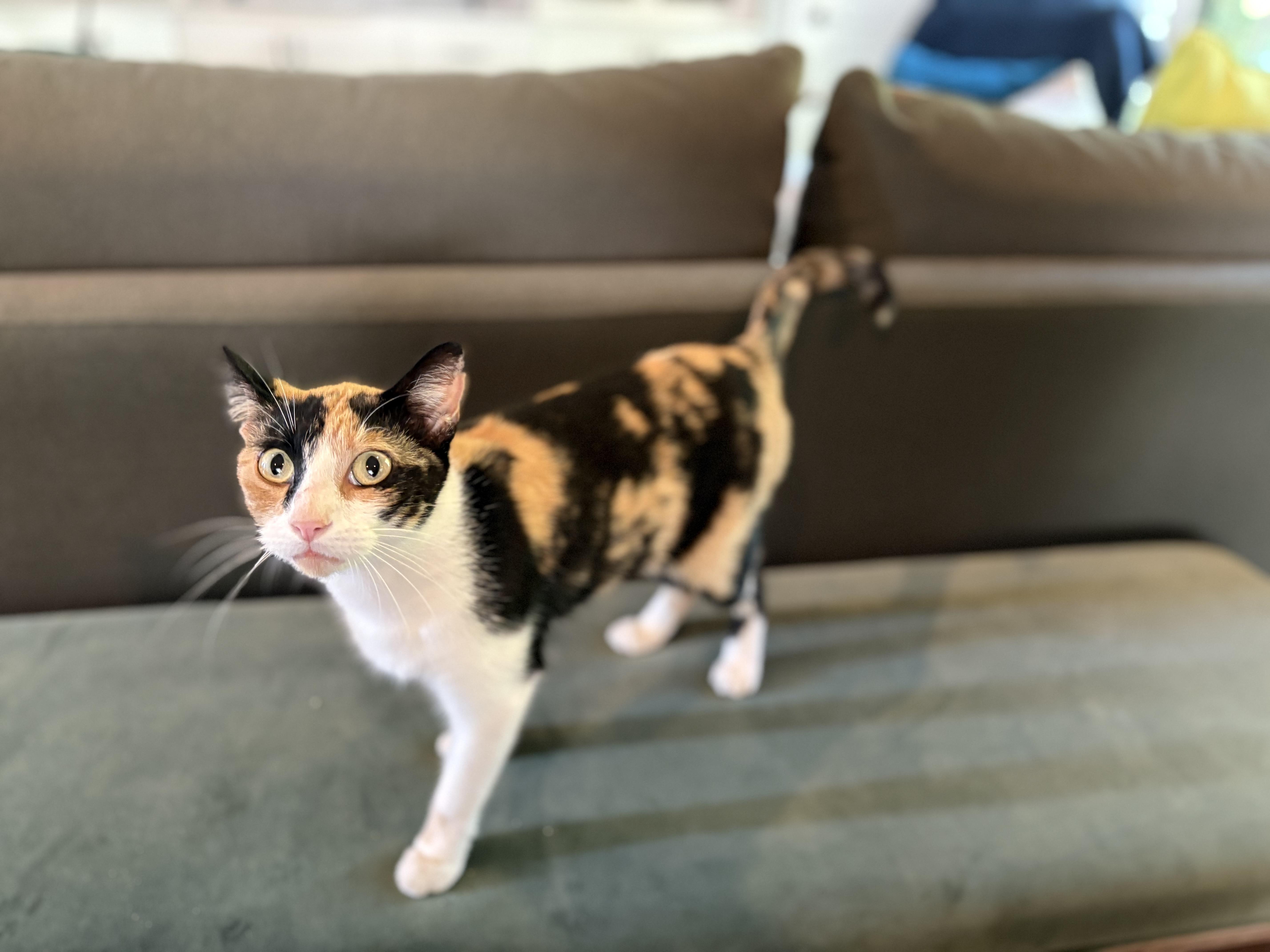 Shipley, an adopted American Shorthair in Hot Springs, AR image 2/6