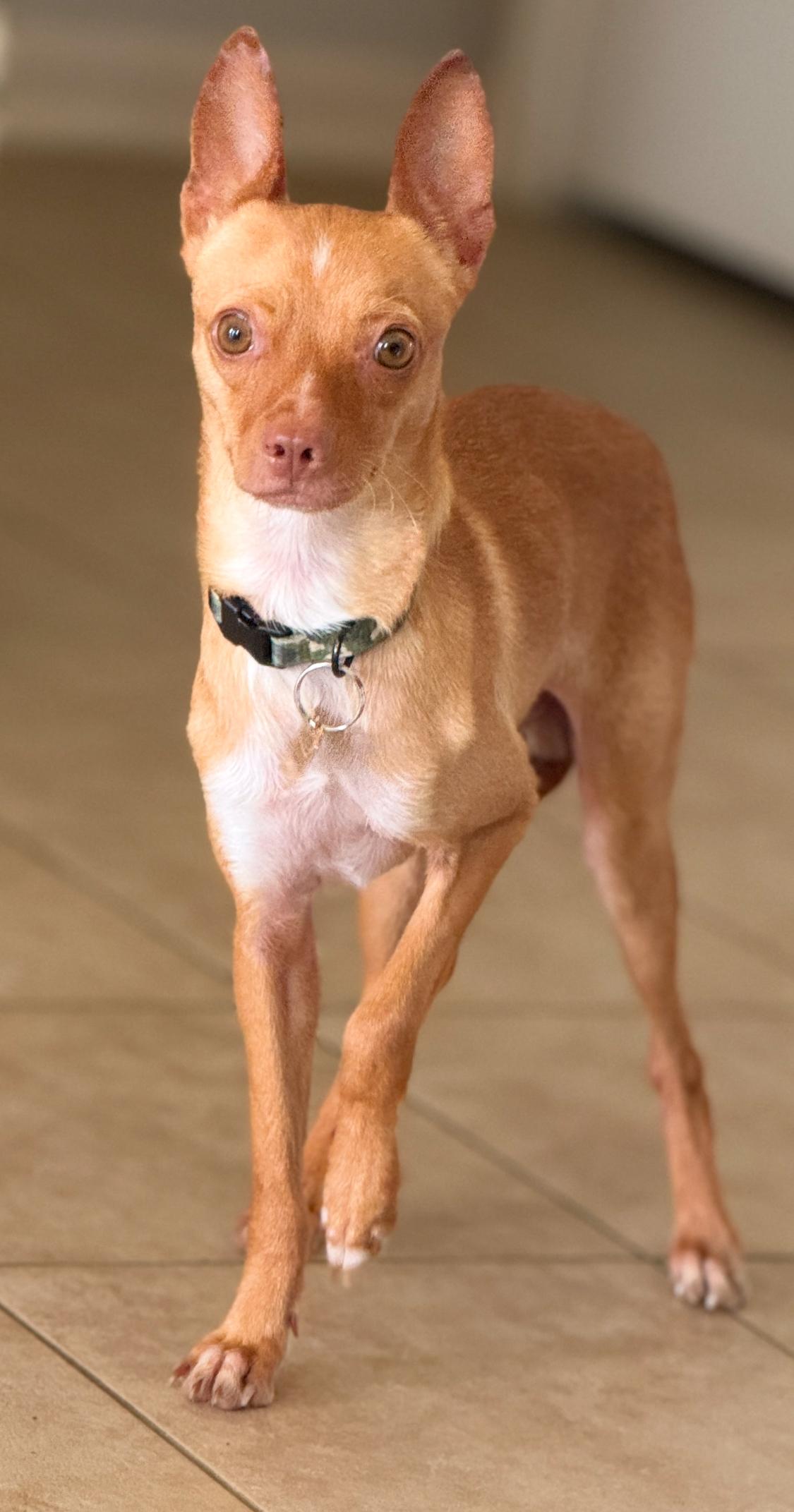 Hot whippet chihuahua mix Clearance Black Friday