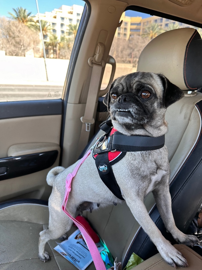 Francis, Adopted, Young Female Pug.