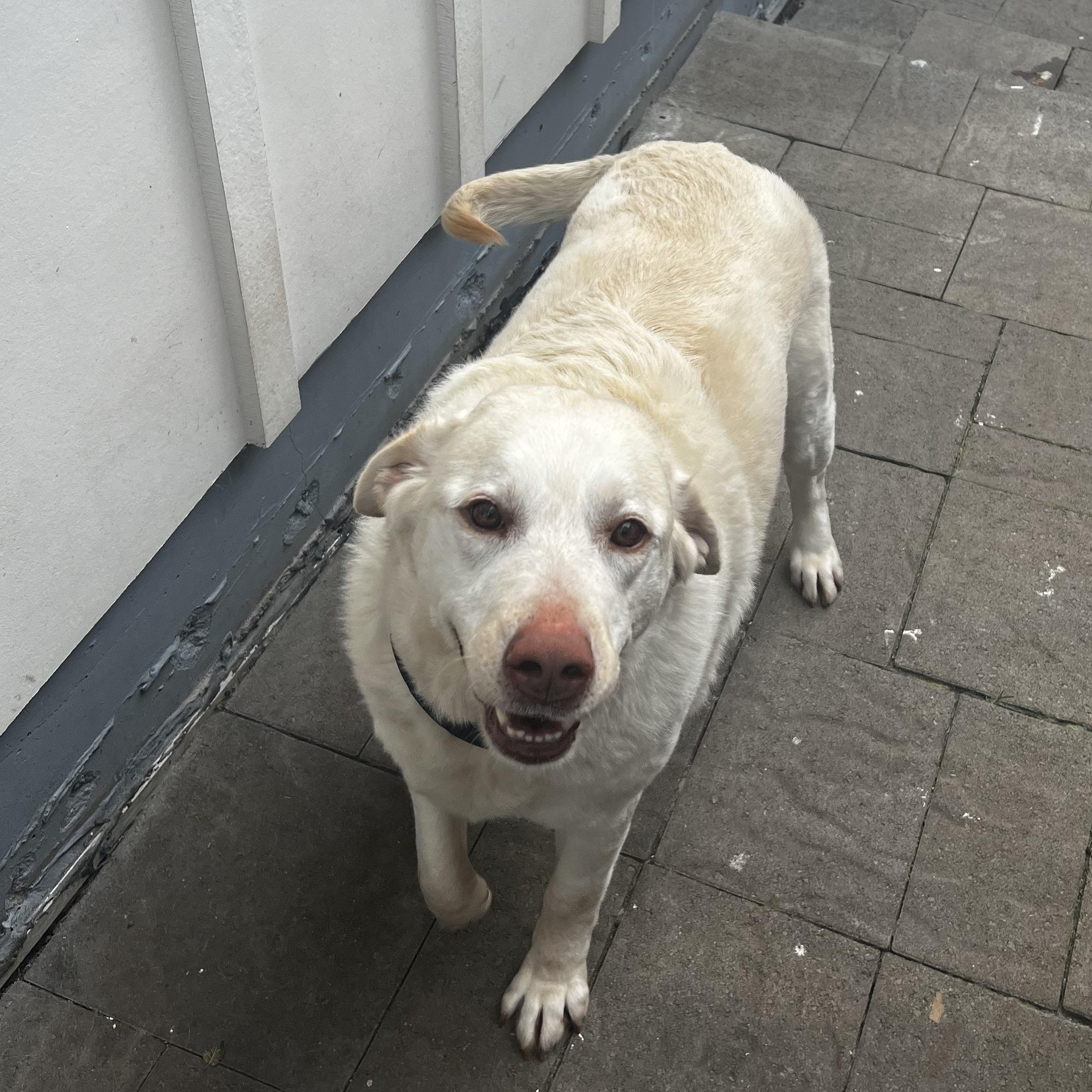 Kiara, a Adoptable Labrador Retriever in San Francisco, CA image 3/6