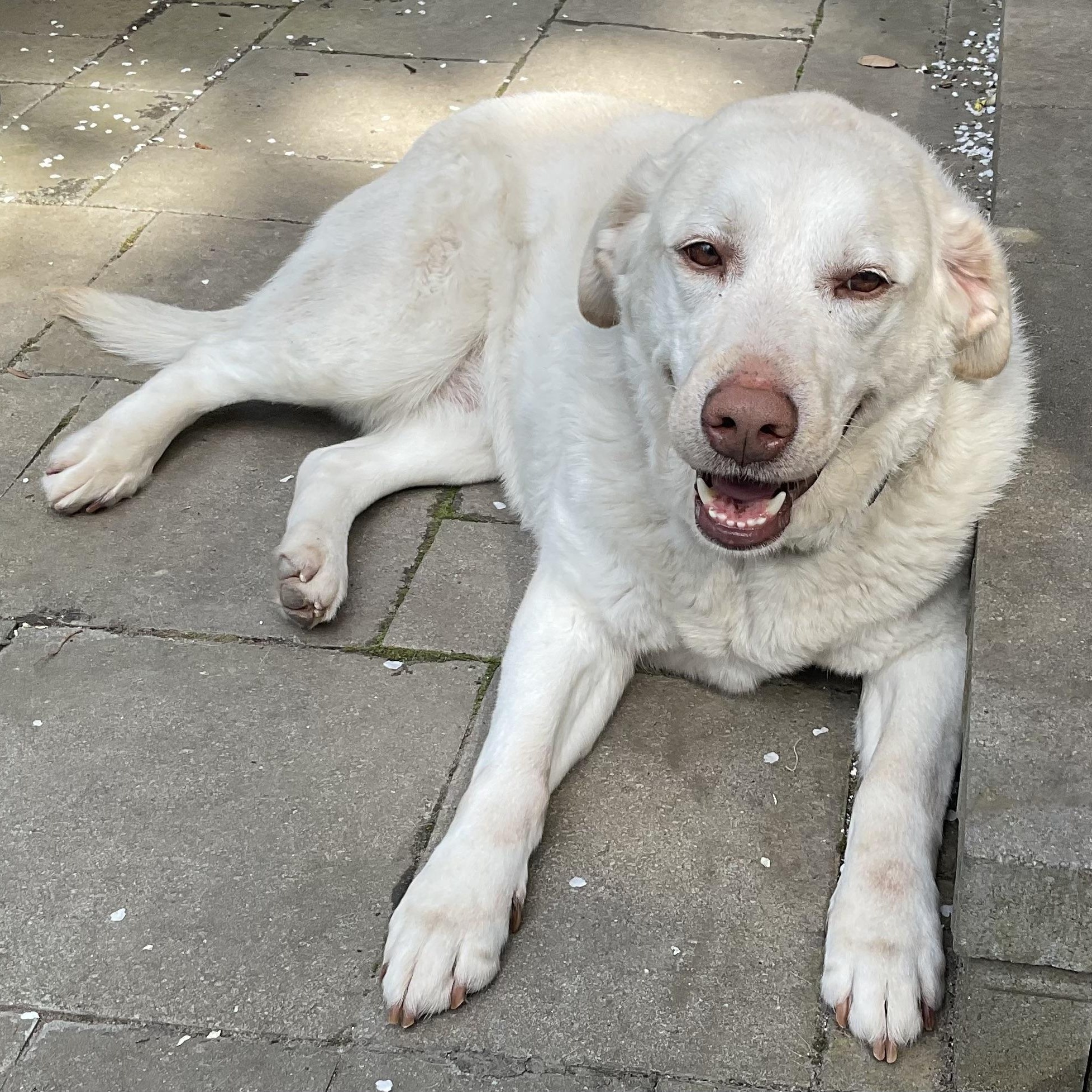 Kiara, a Adoptable Labrador Retriever in San Francisco, CA image 4/6