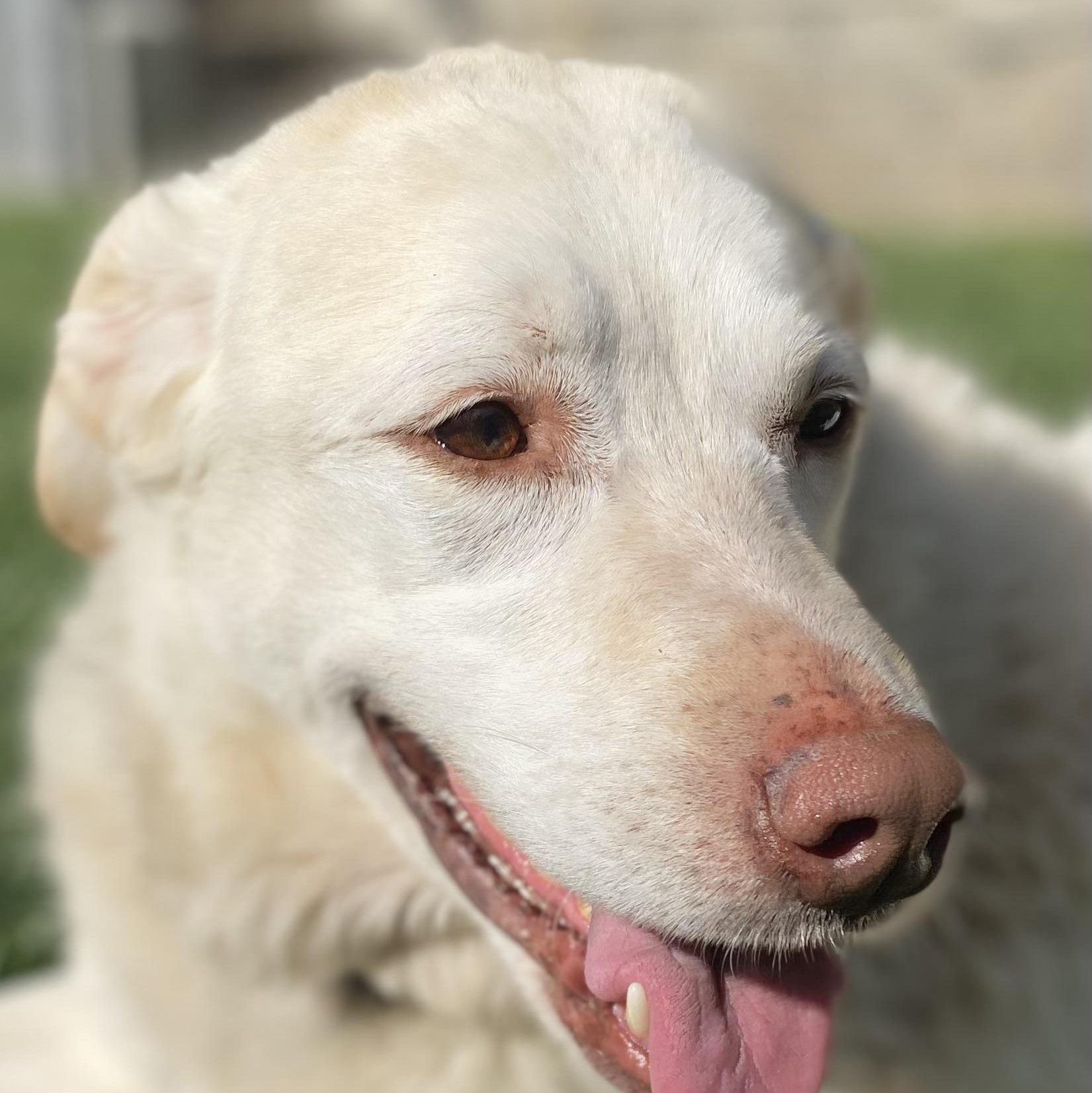 Kiara, Adoptable, Adult Female Labrador Retriever.