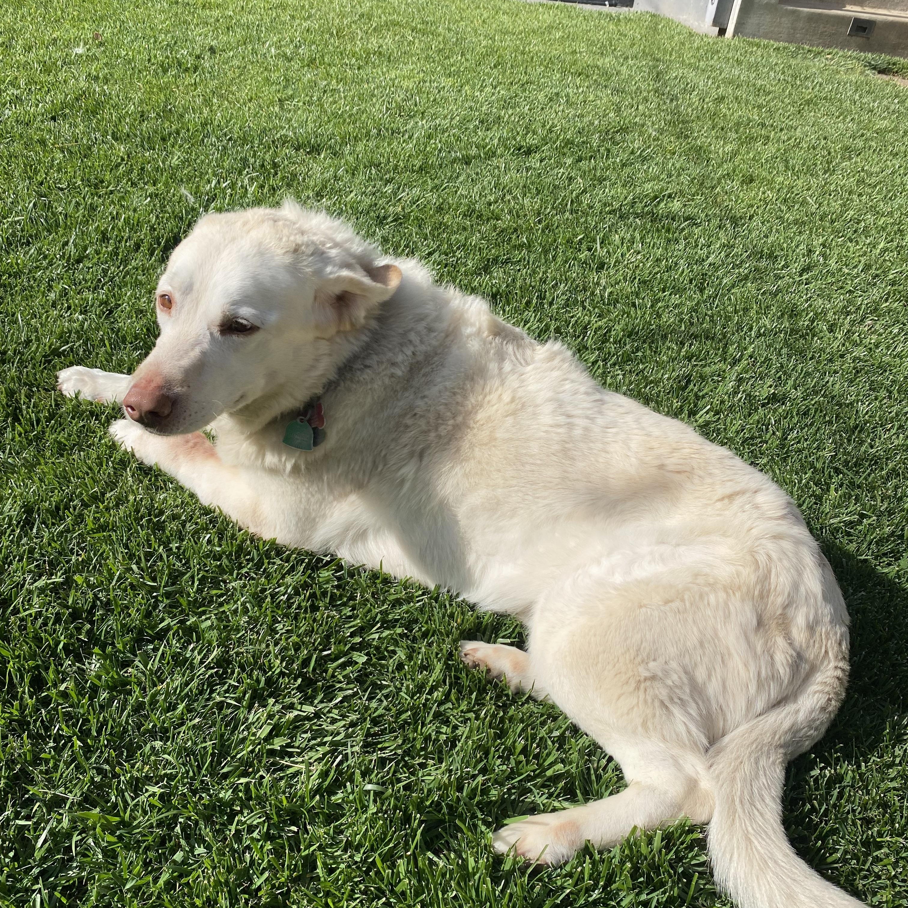 Kiara, a Adoptable Labrador Retriever in San Francisco, CA image 5/6