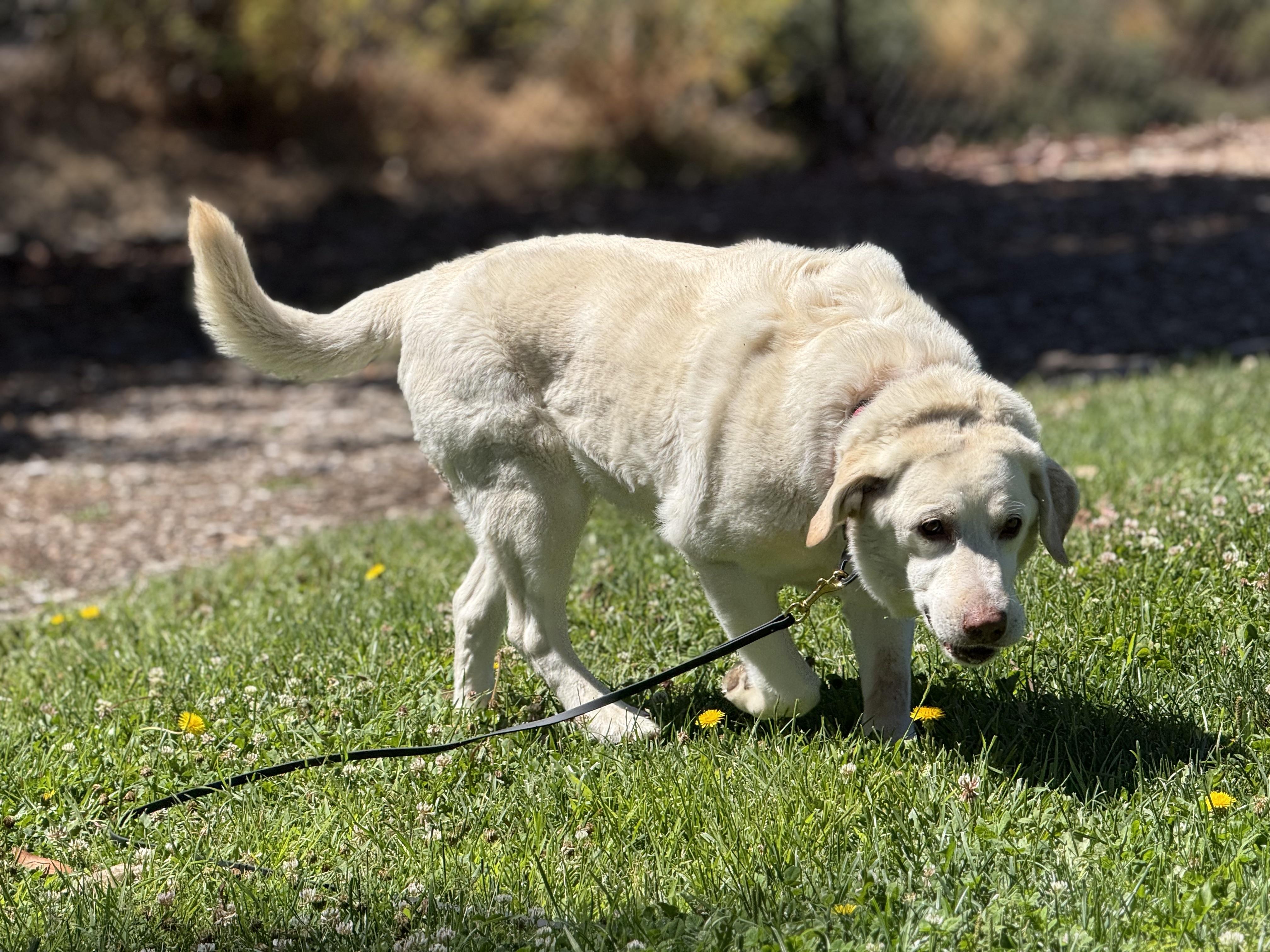 Kiara, a Adoptable Labrador Retriever in San Francisco, CA image 6/6