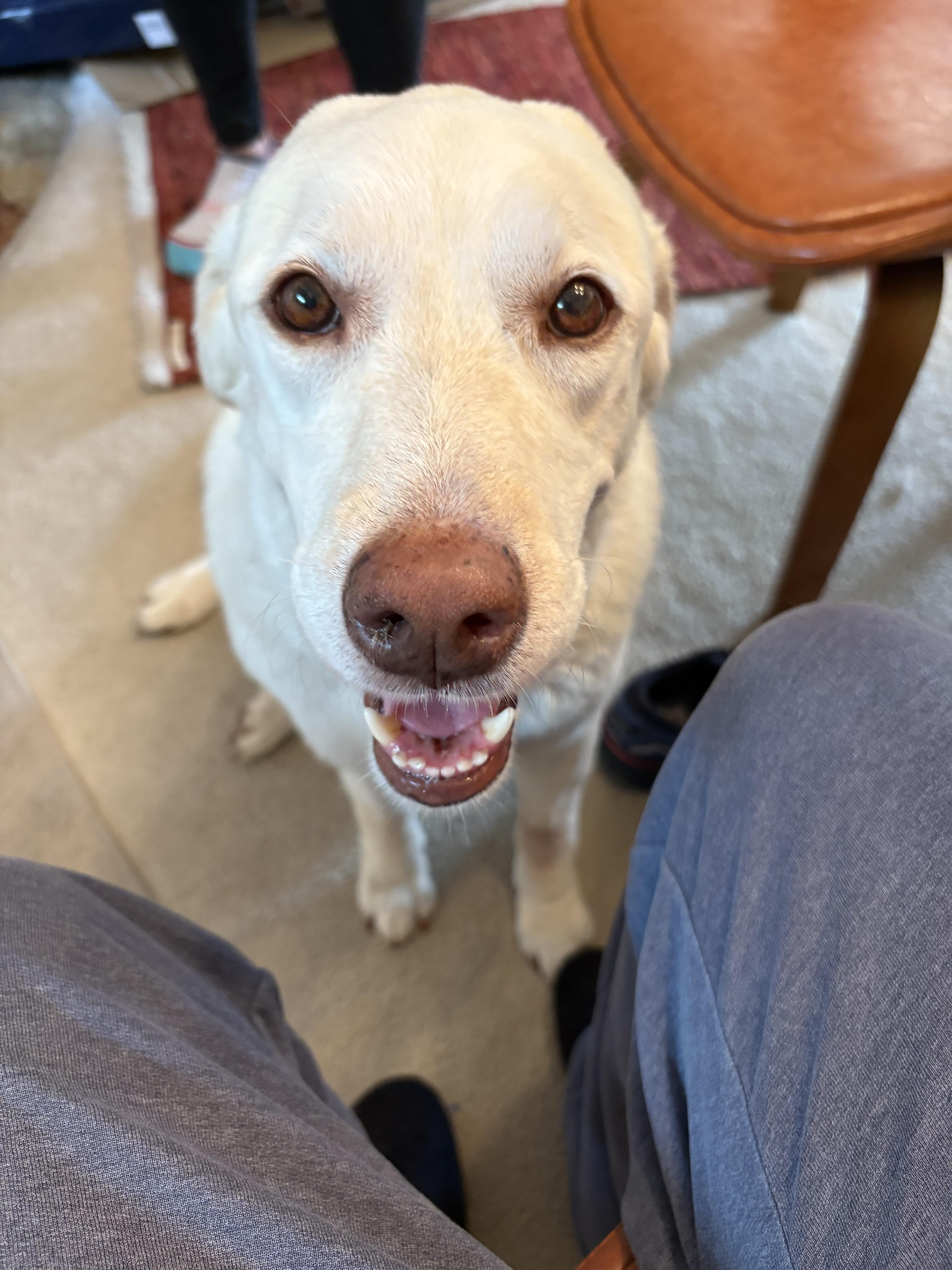 Kiara, a Adoptable Labrador Retriever in San Francisco, CA image 2/6