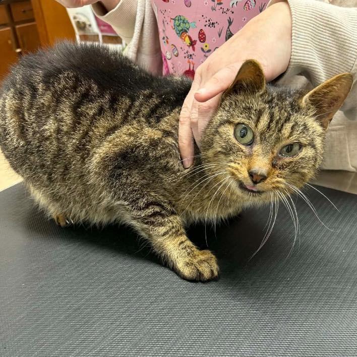 Enlarge Lilly 2, a Adoptable Domestic Short Hair in Winchester, VA image 1/1