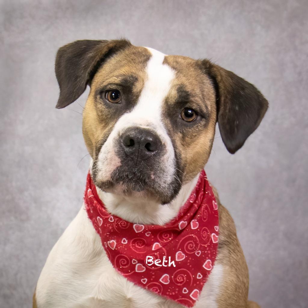 Beth, Adoptable, Adult Female Boxer & Hound.