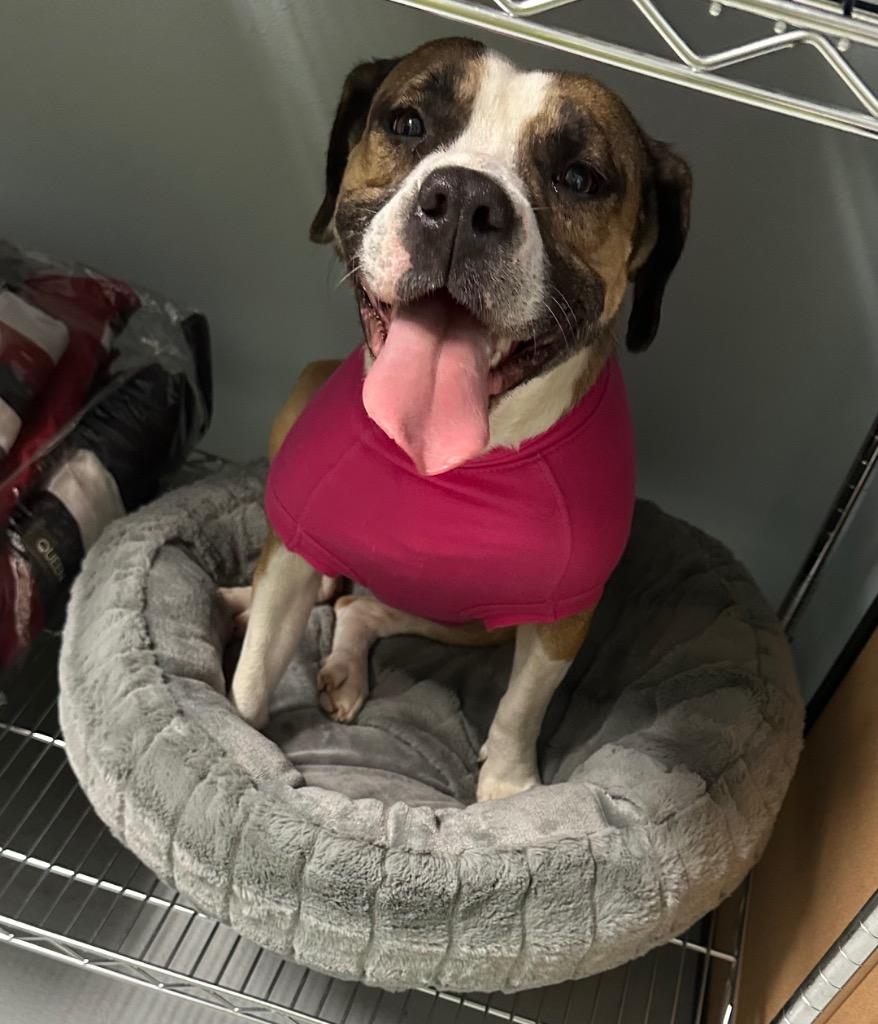 Enlarge Beth, a Adoptable mixed breed in Hot Springs Village, AR image 3/4