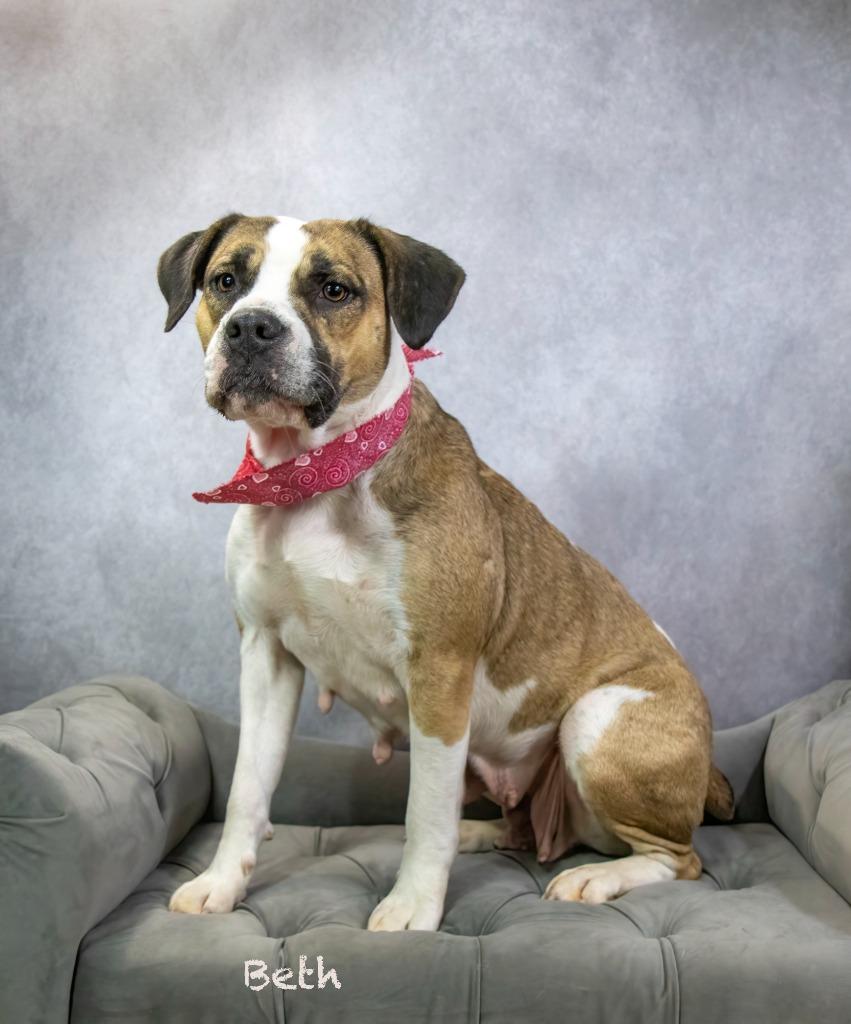 Enlarge Beth, a Adoptable mixed breed in Hot Springs Village, AR image 4/4