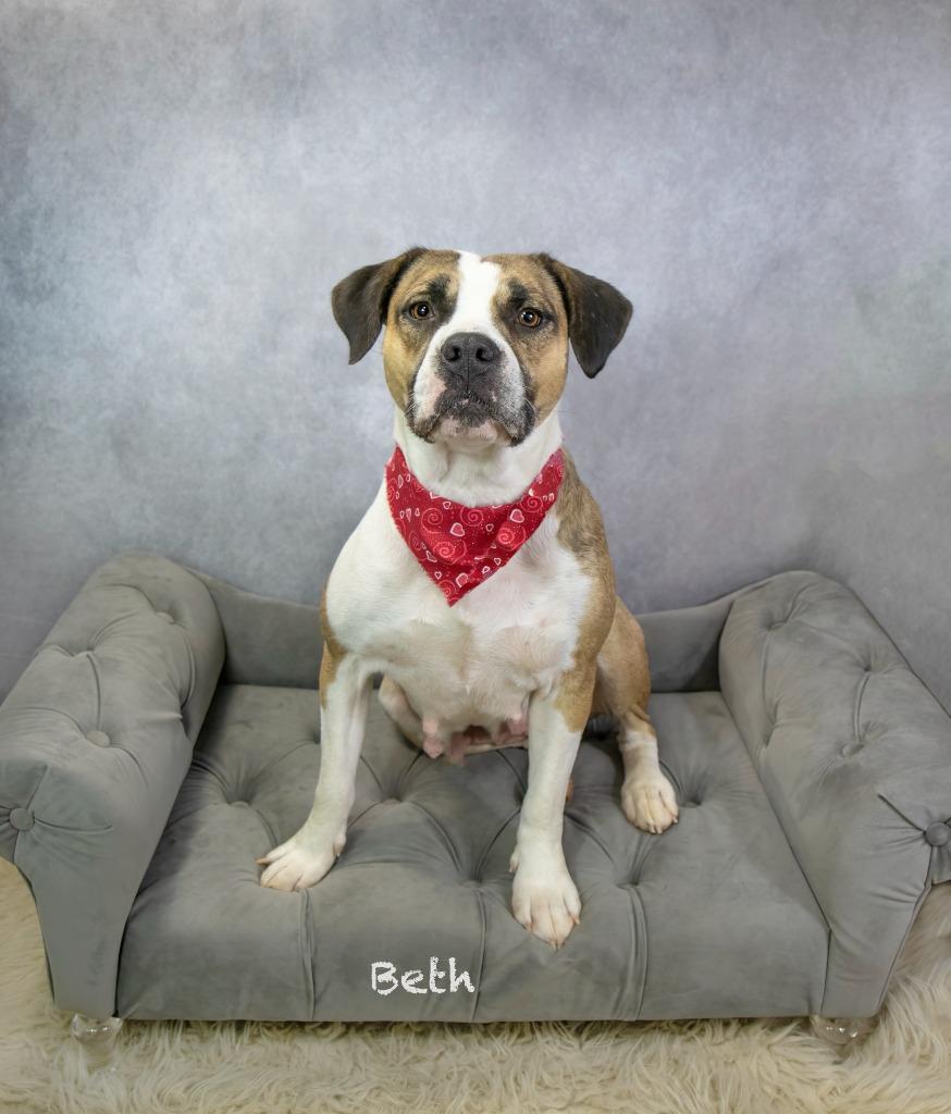Enlarge Beth, a Adoptable mixed breed in Hot Springs Village, AR image 4/4
