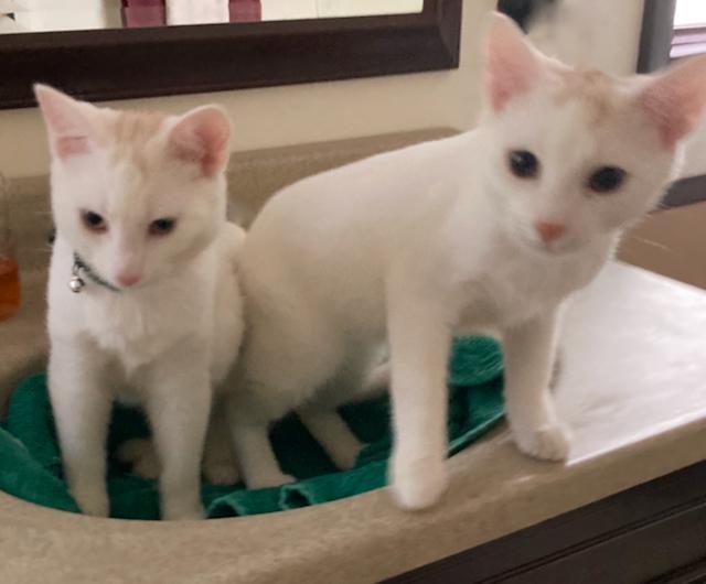 2 feline bonded Brothers - beyond friendly!