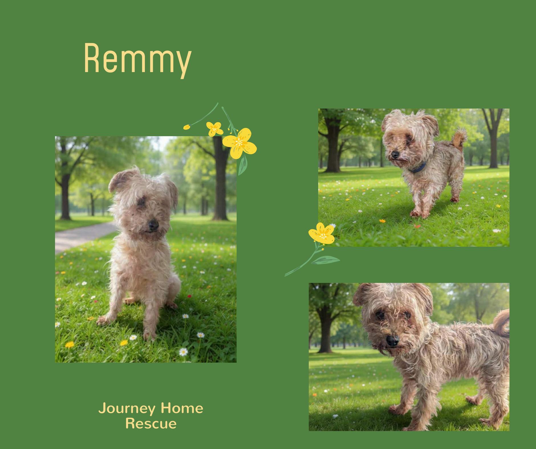 Remmy, ADOPTABLE, Adult Male Terrier.