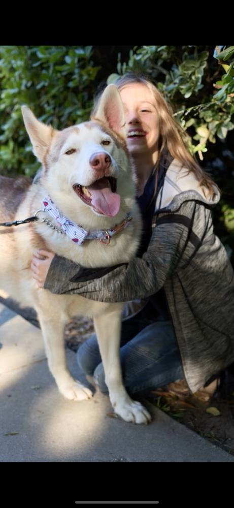 Marshmellow, Adoptable, Young Male Siberian Husky.