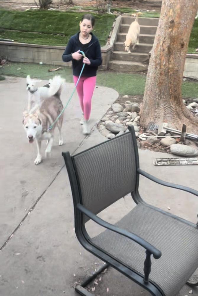 Enlarge Marshmellow, a Adoptable Siberian Husky in Pasadena, CA image 1/6