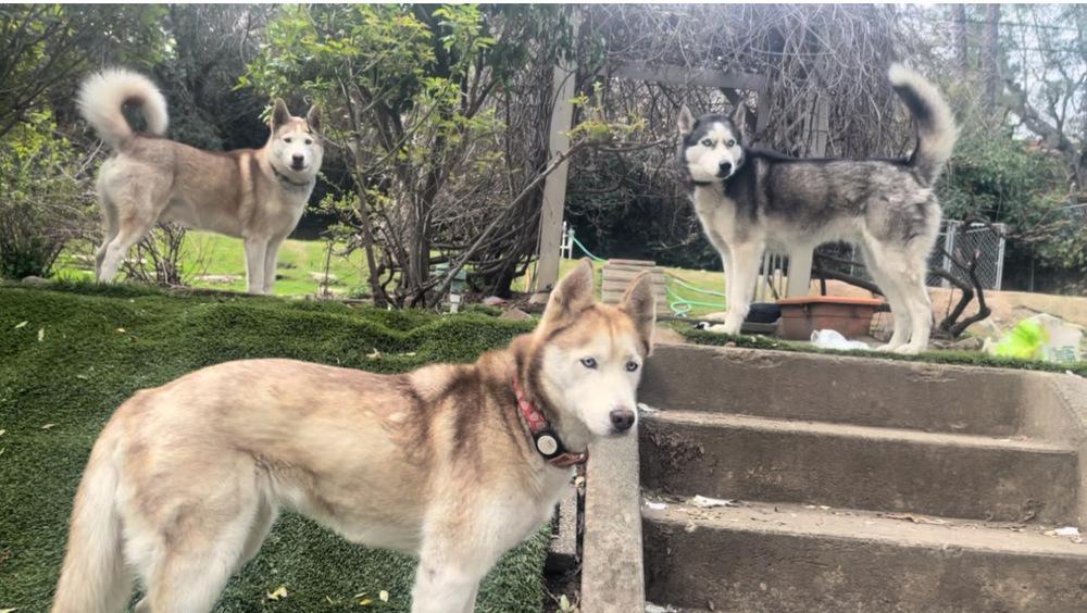 Enlarge Marshmellow, a Adoptable Siberian Husky in Pasadena, CA image 2/6