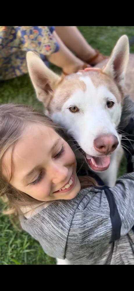 Enlarge Marshmellow, a Adoptable Siberian Husky in Pasadena, CA image 2/6