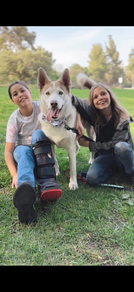 Enlarge Marshmellow, a Adoptable Siberian Husky in Pasadena, CA image 3/6