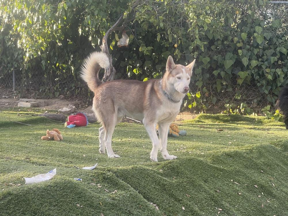 Enlarge Marshmellow, a Adoptable Siberian Husky in Pasadena, CA image 3/6