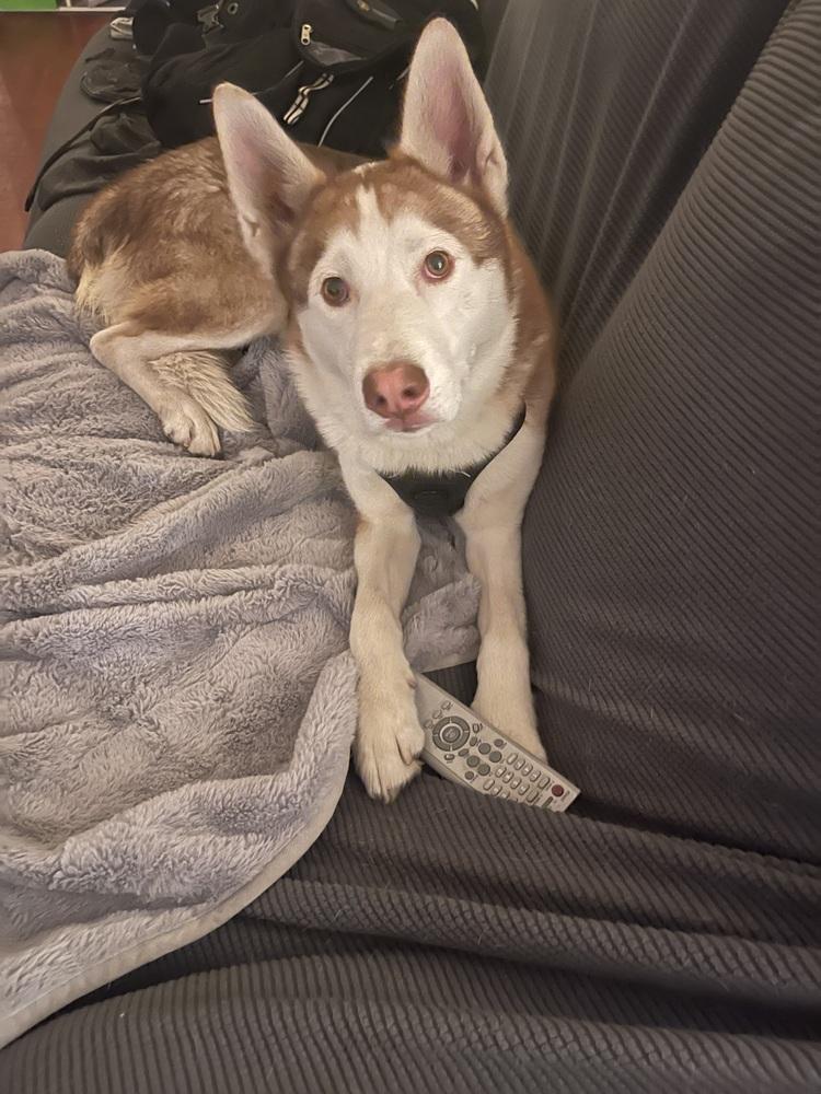 Enlarge Marshmellow, a Adoptable Siberian Husky in Pasadena, CA image 4/6