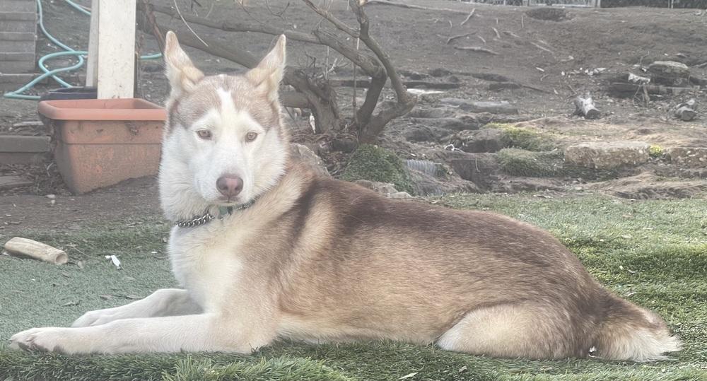 Enlarge Marshmellow, a Adoptable Siberian Husky in Pasadena, CA image 5/6