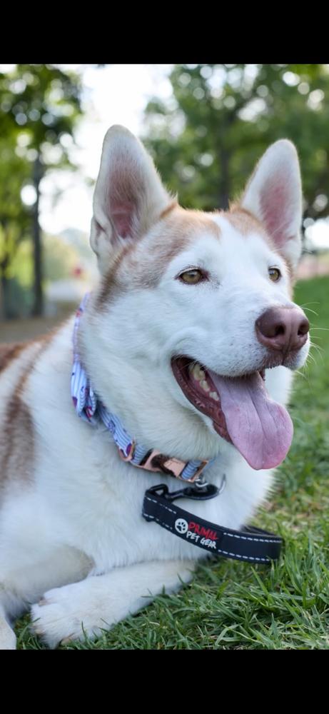 Enlarge Marshmellow, a Adoptable Siberian Husky in Pasadena, CA image 4/6
