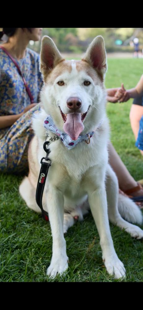 Enlarge Marshmellow, a Adoptable Siberian Husky in Pasadena, CA image 5/6
