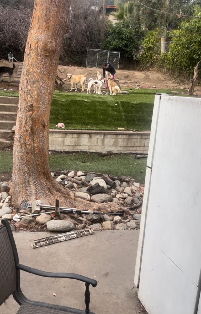 Enlarge Marshmellow, a Adoptable Siberian Husky in Pasadena, CA image 6/6