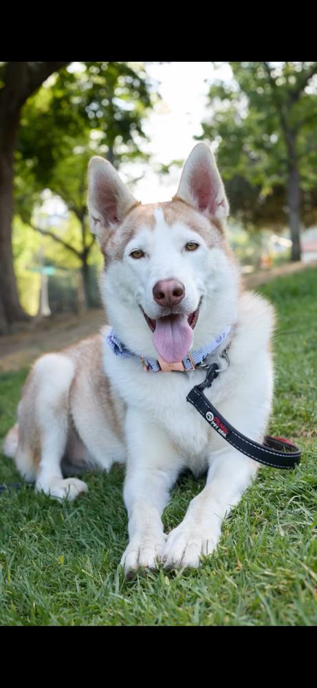 Enlarge Marshmellow, a Adoptable Siberian Husky in Pasadena, CA image 6/6