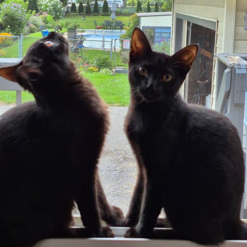 Enlarge Ford (bonded to Toyota), a Adoptable Domestic Short Hair in Monroe, MI image 2/5