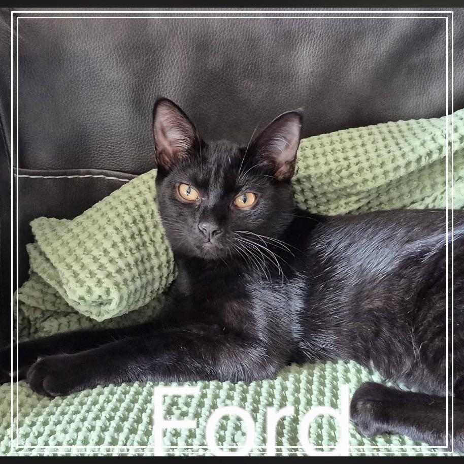Enlarge Ford (bonded to Toyota), a Adoptable Domestic Short Hair in Monroe, MI image 3/5