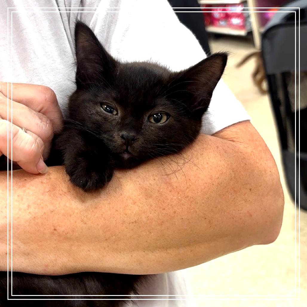 Enlarge Ford (bonded to Toyota), a Adoptable Domestic Short Hair in Monroe, MI image 5/5