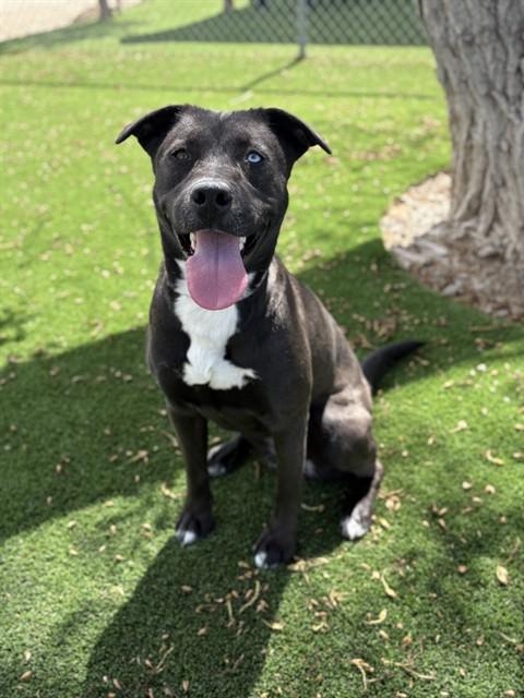 SHYLA, Adoptable, Young Female Siberian Husky & Pit Bull Terrier.